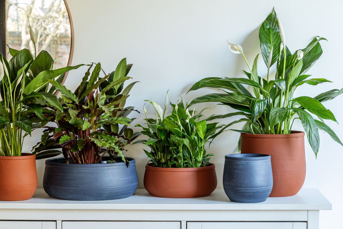 Bowls with plants in them on a ledge