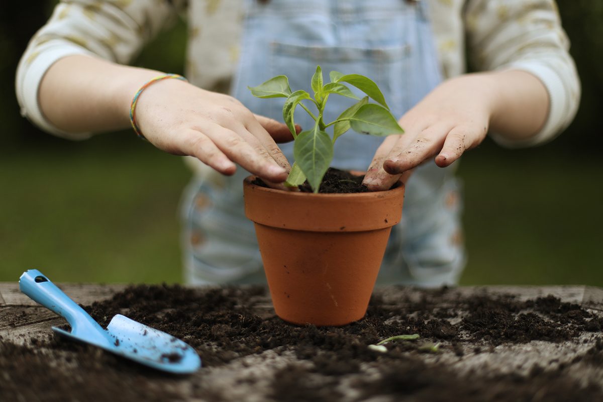 A woman is potting a plant in the garden
