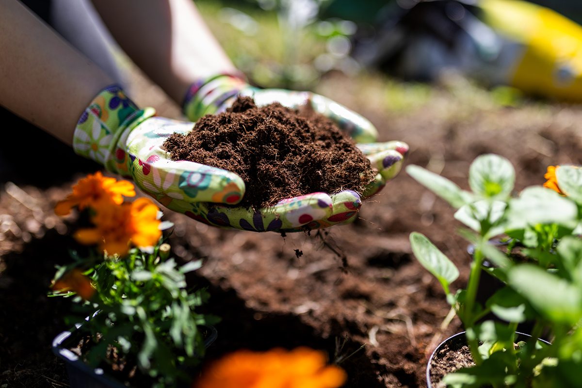 A person wearing gardening gloves puts compost on a flower bed