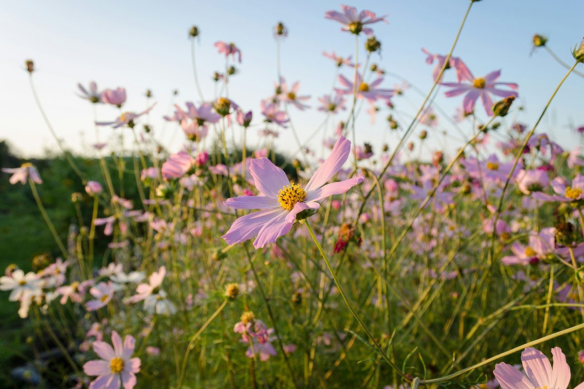 Wildflower meadow