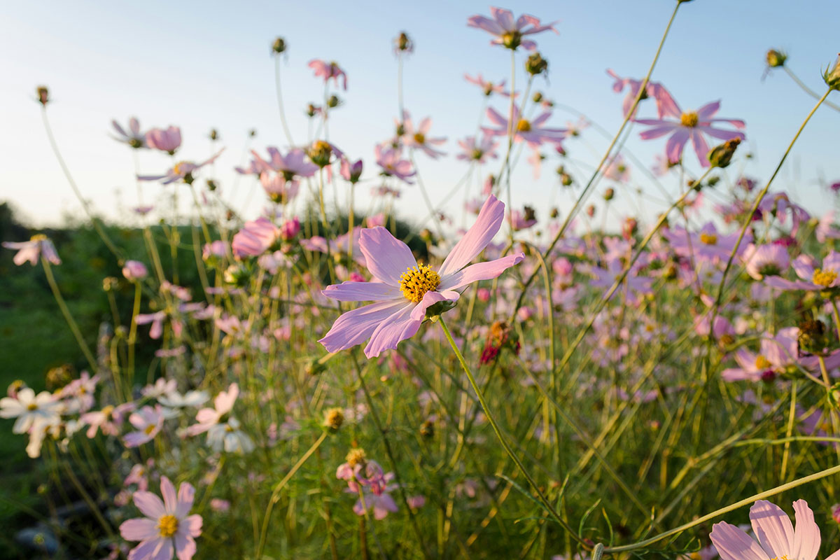 Wildflower meadow