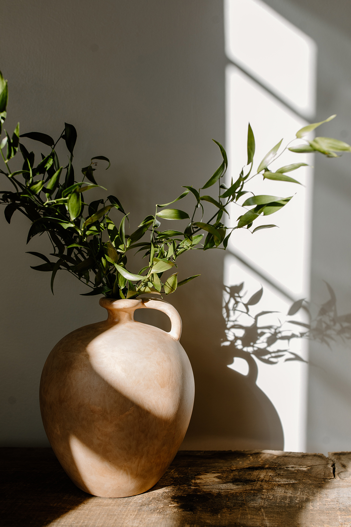 A plant in a terracotta vase