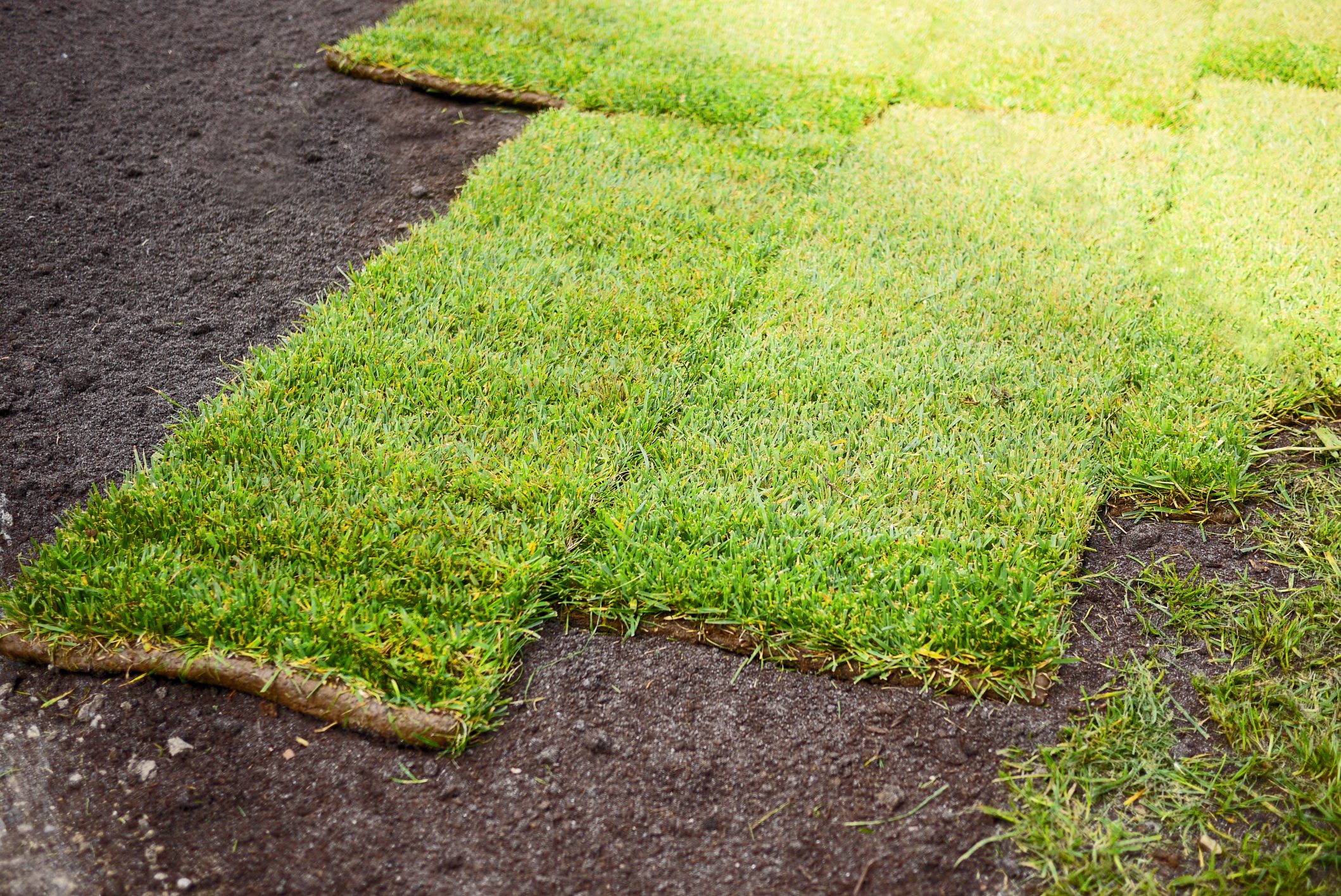 Fresh turf squares on prepared ground.