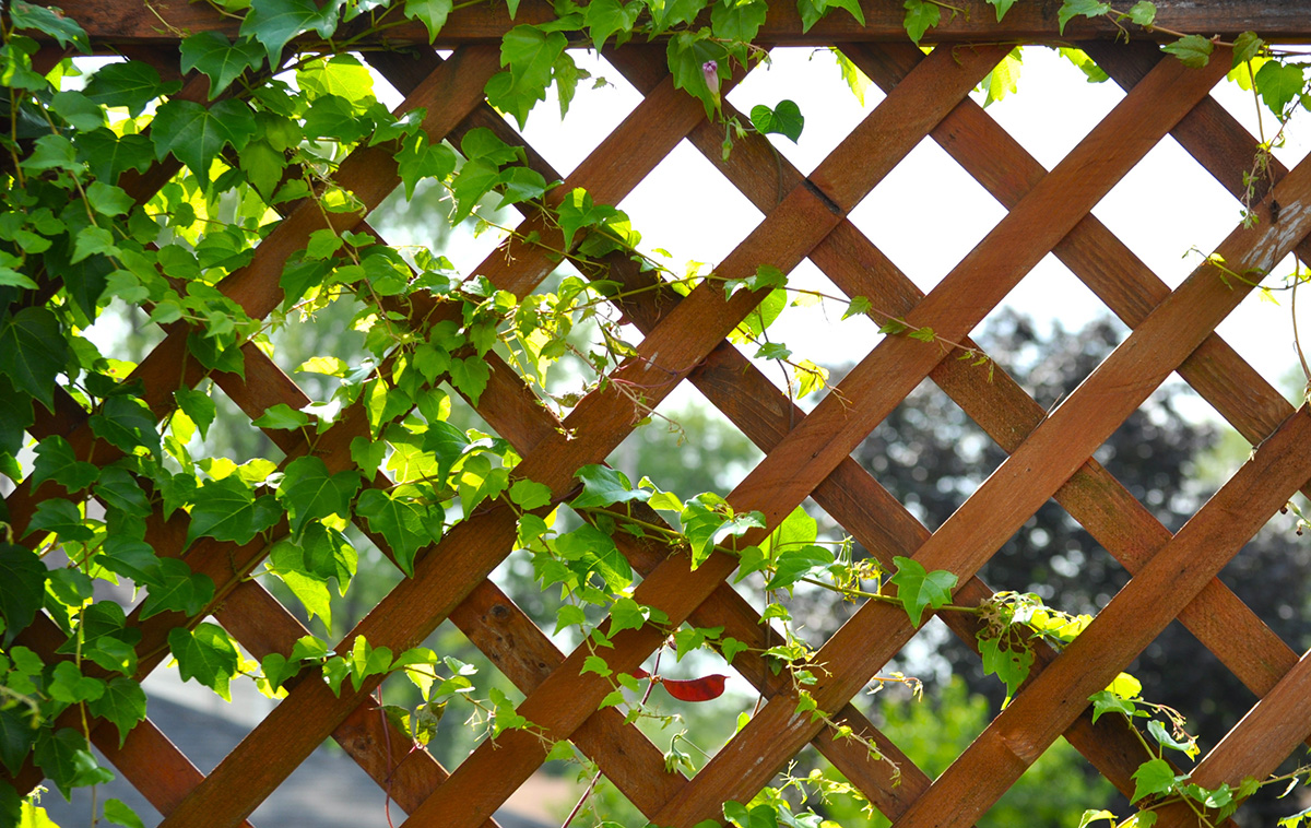 Brown wooden trellis with climbing Boston ivy on it. X shape pattern, natural condition.