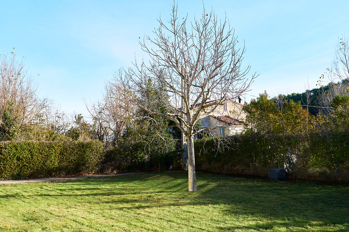 Empty garden showing a bare tree in the center of a freshly cut green lawn with hedges, a house, and blue sky