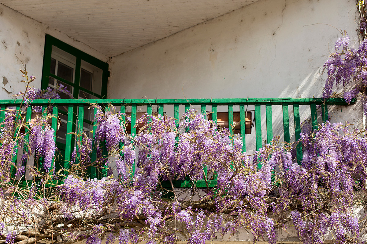 Wisteria on a building