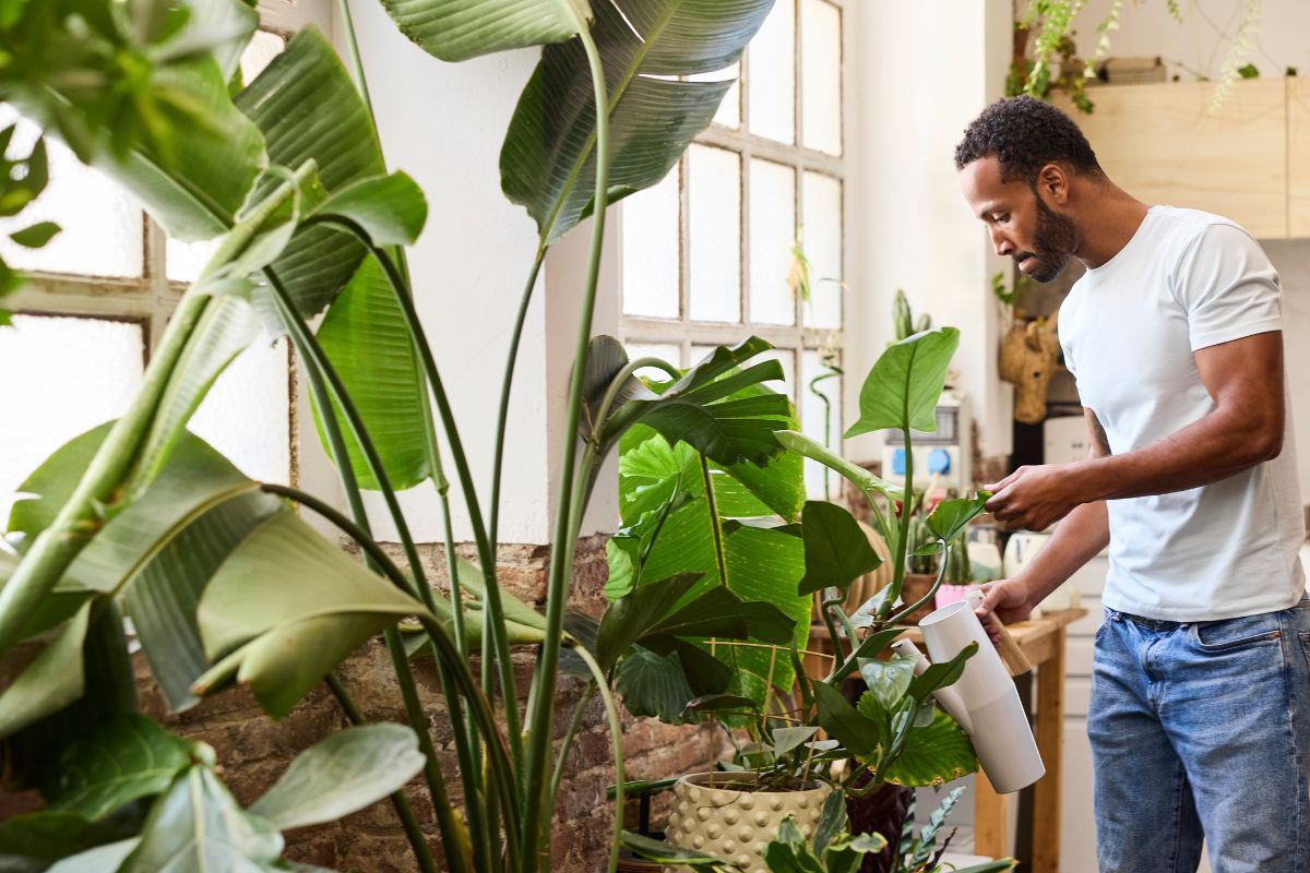 Household plants 