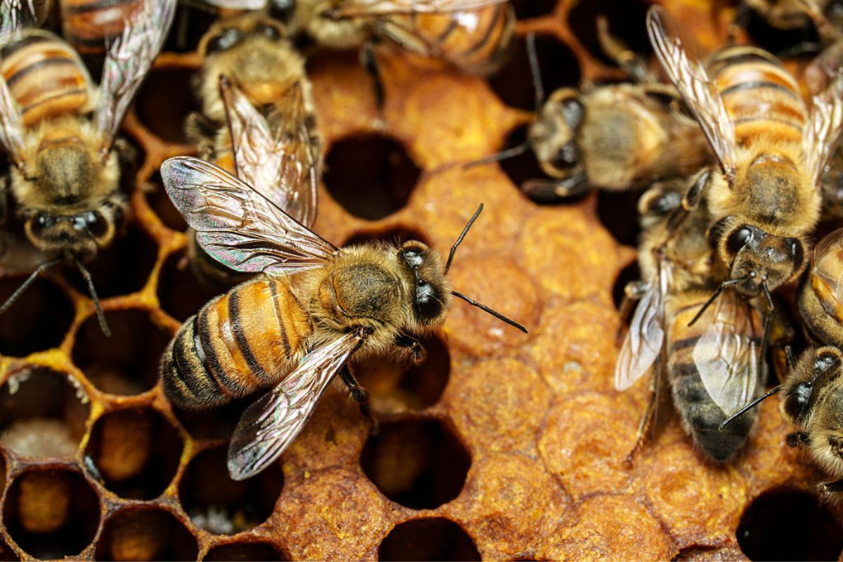 If you spot bees entering or leaving your chimney, avoid disturbing the nest or attempting to remove it yourself