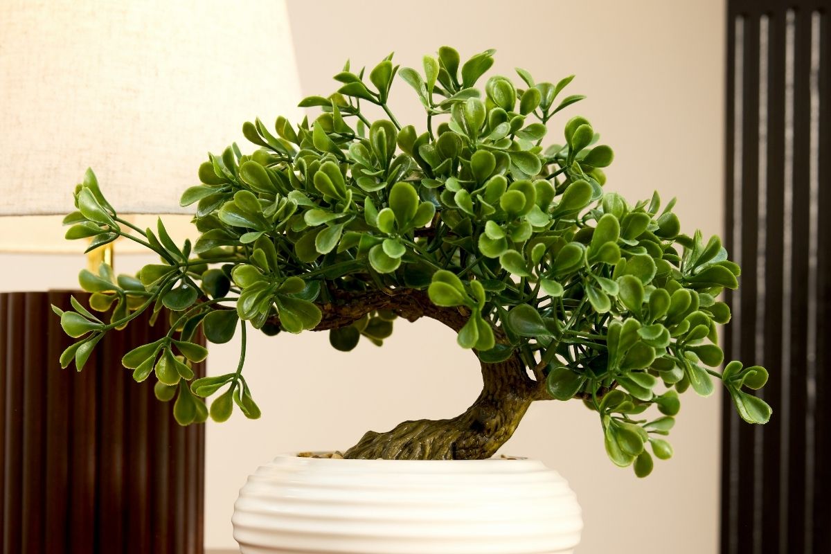 Bonsai tree in pot